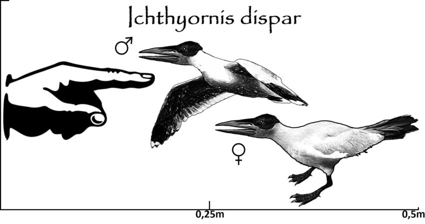 Ichthyornis Größenvergleich