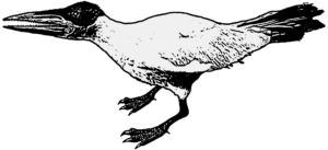 Ichthyornis (Männchen)