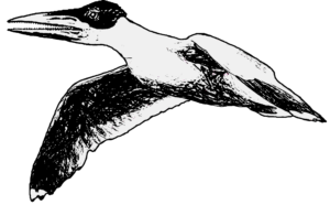 Ichthyornis (Weibchen)