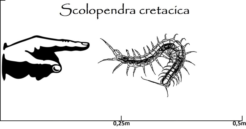 Scolopendra Größenvergleich