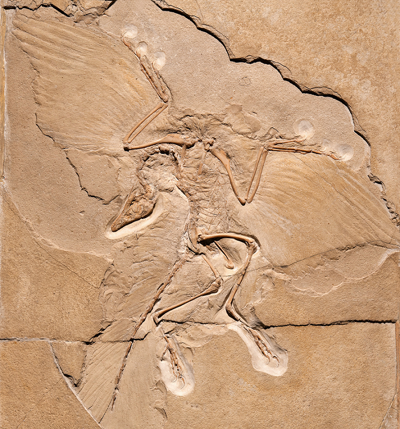 Museum für Naturkunde Berlin Archaeopteryx