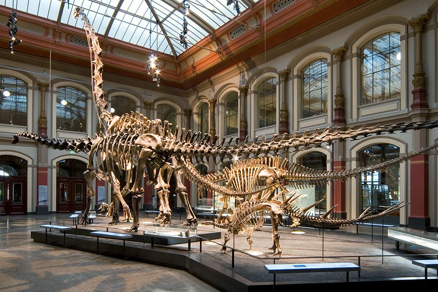 Museum für Naturkunde Berlin Dinosaurier