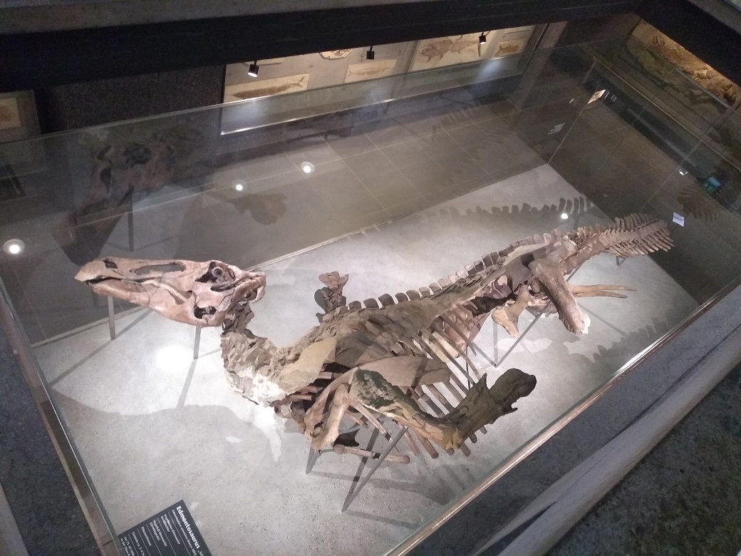 Senckenberg Frankfurt Edmond