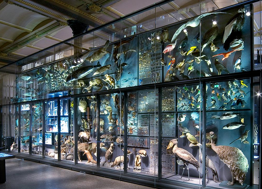 Museum für Naturkunde Berlin Evolution