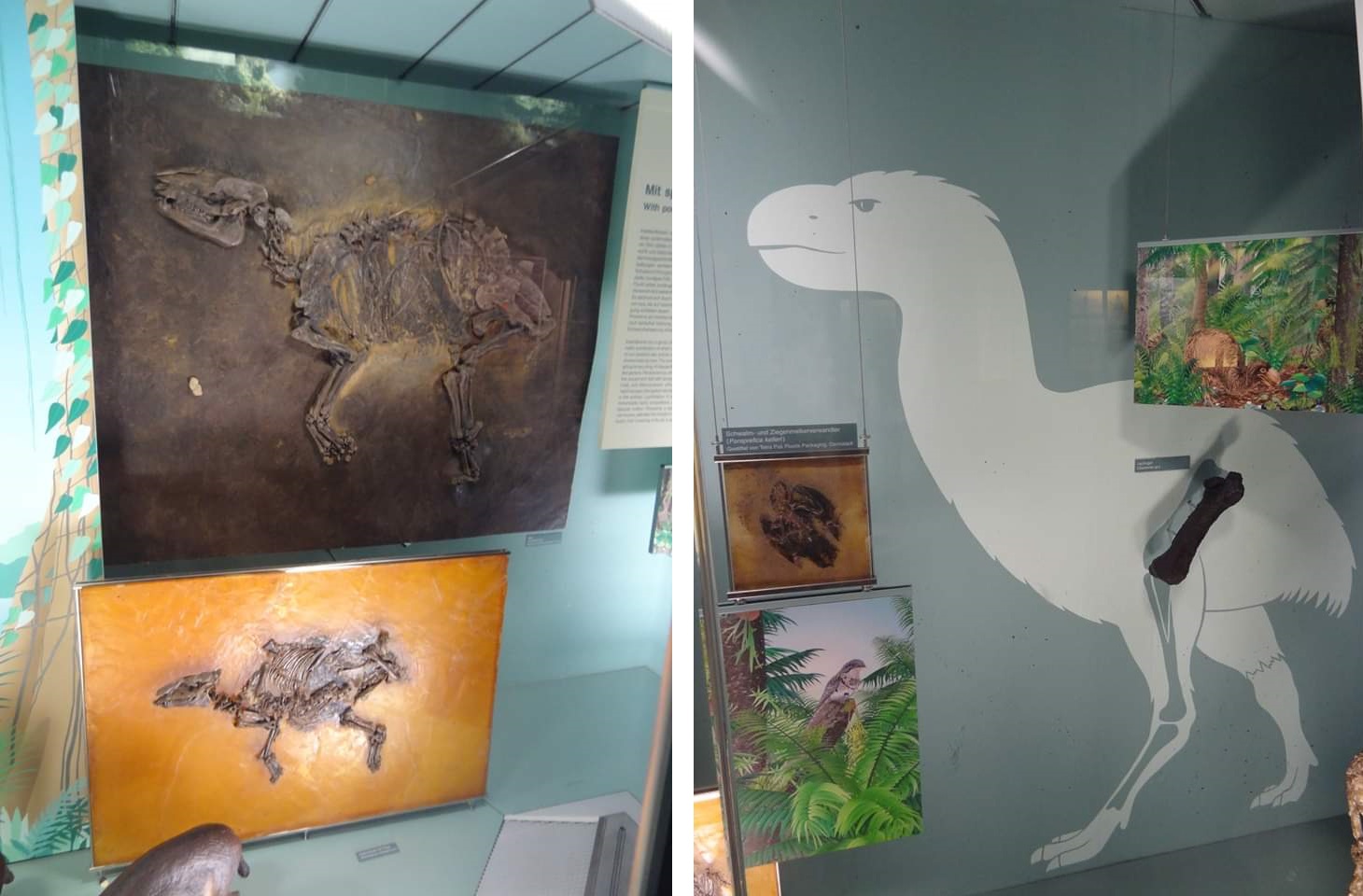 Senckenberg Frankfurt Grube Messel 1