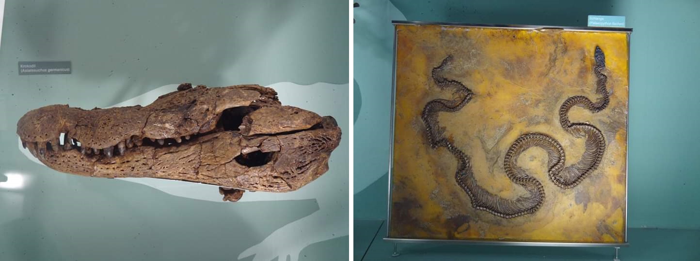 Senckenberg Frankfurt Grube Messel 2