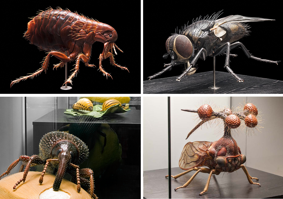 Museum für Naturkunde Berlin Insekten