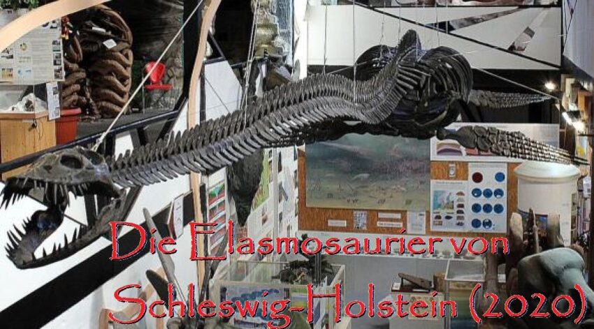 Elasmosaurier 2020