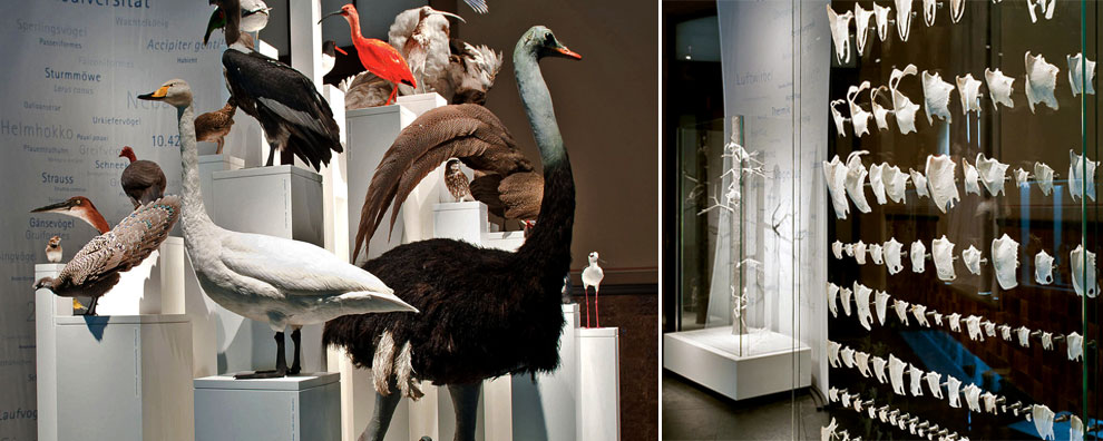 Museum für Naturkunde Berlin Vögel