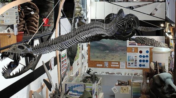 Tor zur Urzeit - Elasmosaurus