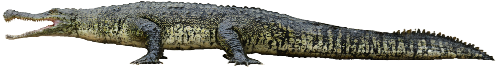 Tierprofil: Thoracosaurus neocesariensis - Die Weißen Steine
